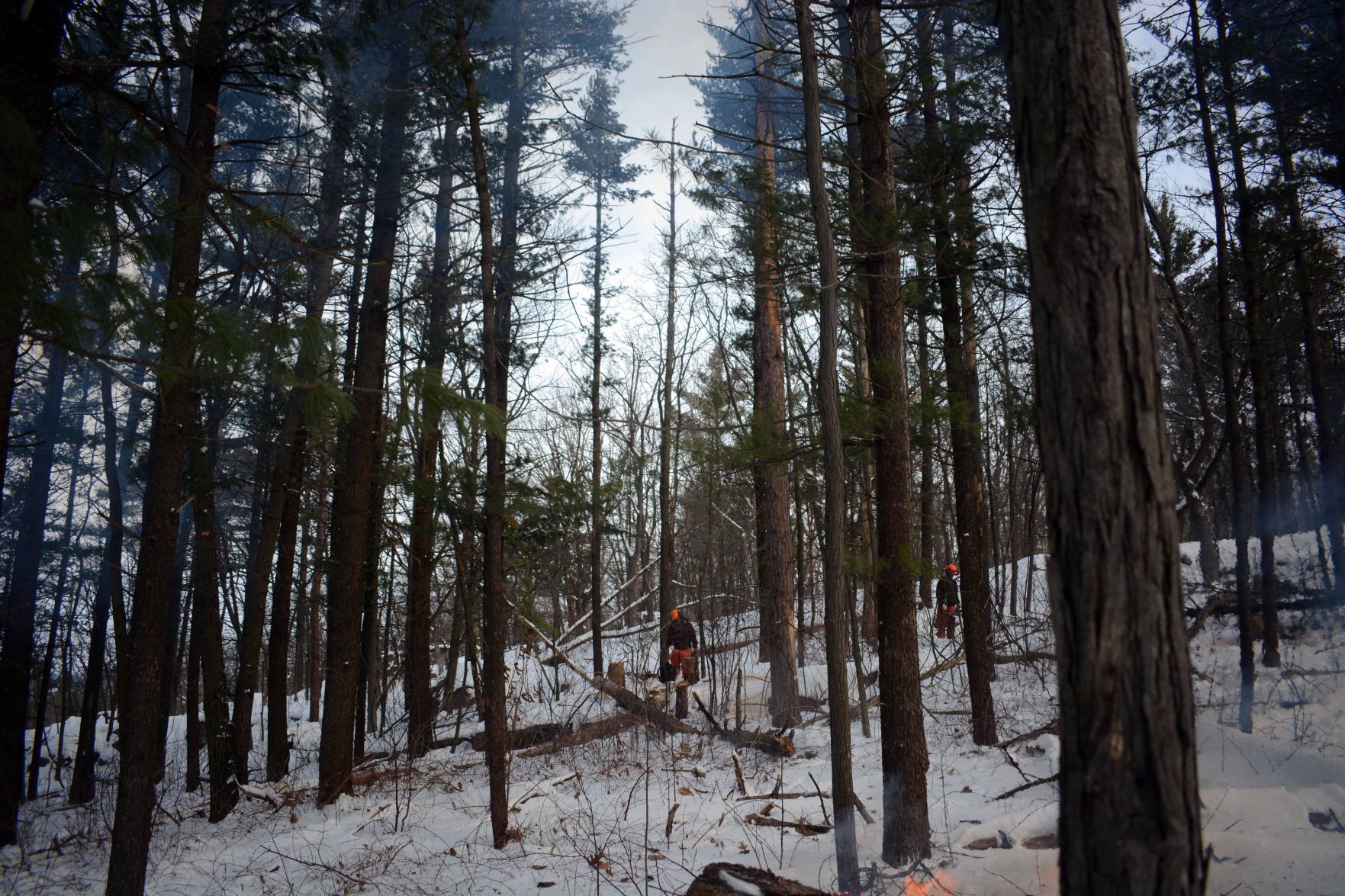 Devil's Lake east bluff stewardship work